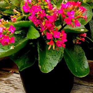 Meet your Posher, Duff nikki